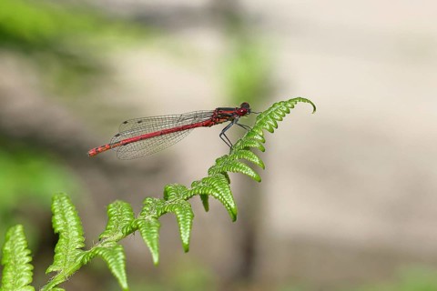Large red damselfly (Pyrrhosoma nymphula), sitting on bracken, close-up, Wilnsdorf, North