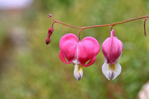 Watering Heart (Lamprocapnos spectabilis), flowers in a garden, Wilnsdorf, North Rhine-Westphalia,