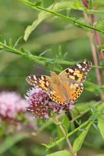 Thistle butterfly (Vanessa cardui) on a flower of Hemp agrimony (Asteraceae) on a forest path,