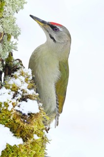 Grey-headed woodpecker (Picus canus), male sitting on a dead wood covered with moss and lichen in