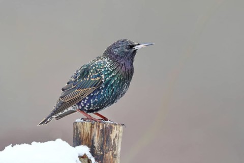Starling (Sturnus vulgaris) adult bird in spotted winter plumage, sitting on a fence post,