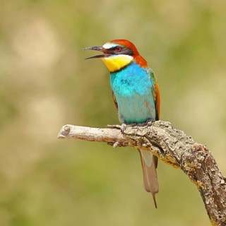 European bee-eater (Merops apiaster) sitting on a branch covered with green lichen, Lake Neusiedl,