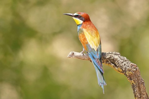 European bee-eater (Merops apiaster) sitting on a branch covered with green lichen, dorsal view,