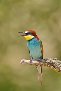 European bee-eater (Merops apiaster) sitting on a branch covered with green lichen, Lake Neusiedl,