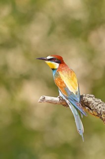 European bee-eater (Merops apiaster) sitting on a branch covered with green lichen, dorsal view,