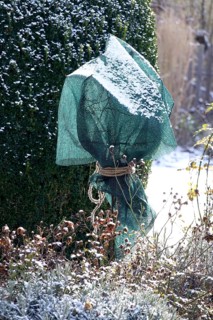 Cover for roses in winter, Germany