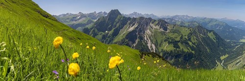 Mountain panorama with troll flowers (Trollius europaeus) from Laufbacher-Eckweg to Höfats 2259m,