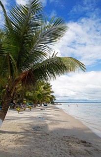 Sandy beach beach and coconut trees on Playa Blanca, Izabal Department, Guatemala