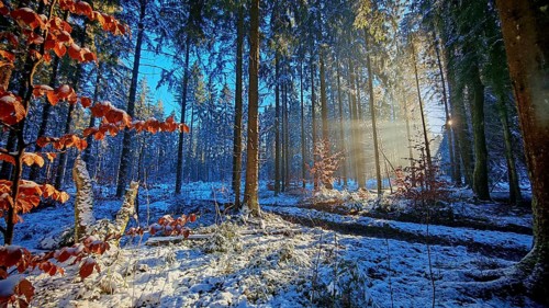 Sun rays penetrate a colorful, snow-covered forest, Franconian Forest nature park Park