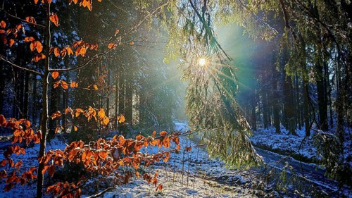 Sunlight falls on glowing beech leaves (fagus) in a snow-covered forest, Franconian Forest nature