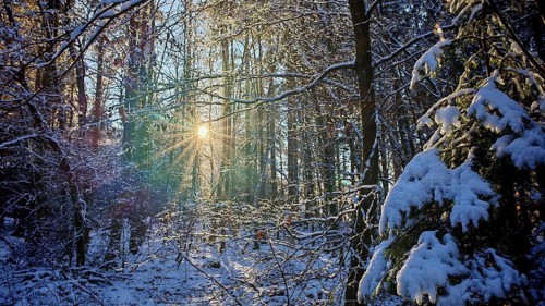 Sun rays penetrate the snowy trees in a peaceful winter forest, Franconian Forest nature park Park