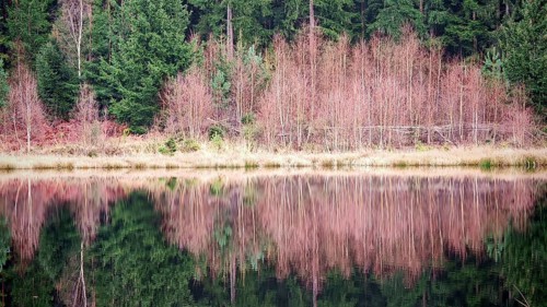 Barren trees and their reflection in the calm water of a lake in the forest, ecg, Frankenwald