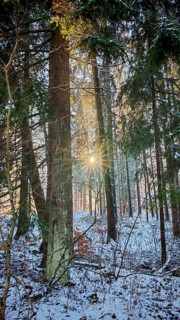 The sun shines through the snow-covered trees in a quiet winter forest, Franconian Forest nature