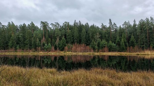 A tranquil forest lake with a reflection of the trees and clouds in the sky, surrounded by pine