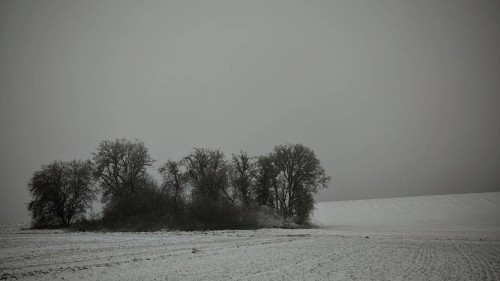 Snow-covered field with a small group of trees under grey sky, Rennsteig, Frankenwald nature park