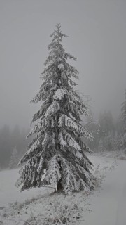 A single snow-covered Christmas tree in a foggy winter landscape, Rennsteig, Thuringian Forest