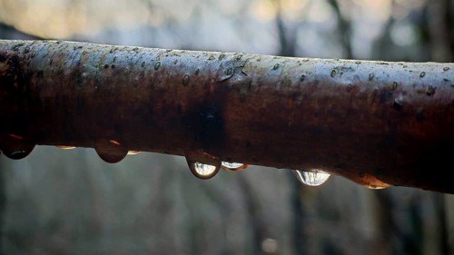 Macro image of a branch with water droplets in which trees are reflected, Thuringian Forest nature