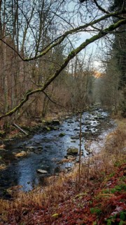 A stream flows through a forest with autumn leaves on the ground, Frankenwald nature park Park