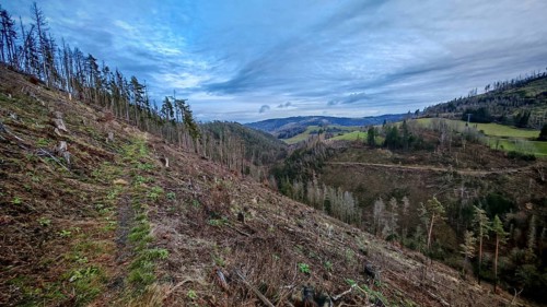 Path through extensive landscape with felled, cleared spruces (picea) with harvesting machine and