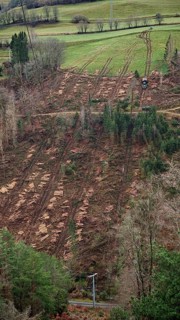 Extensive landscape with felled, cleared spruce trees (picea) with harvesting machine and open