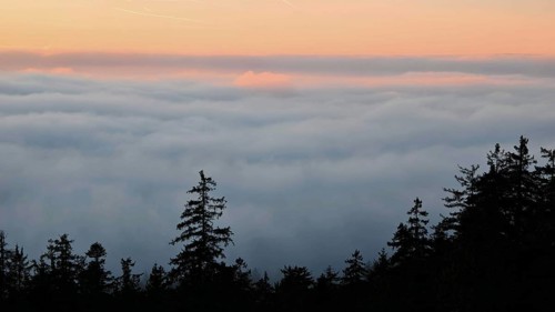 Sea of clouds over a forest in the evening light, Fichtelgebirge