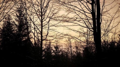 Silhouettes of trees against a colorful evening sky, Fichtelgebirge