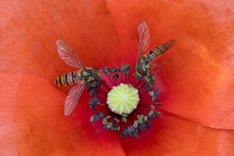 Common hoverfly (Eupeodes corollae) two adult insects feeding on a garden red Common field poppy