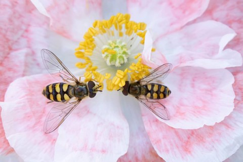 Common hoverfly (Eupeodes corollae) two adult insects feeding on a garden poppy flower in summer,
