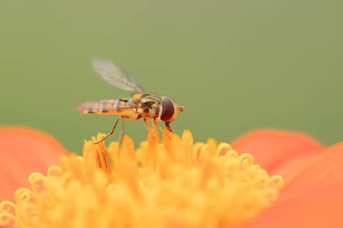 Common hoverfly (Eupeodes corollae) adult insect feeding on a garden Mexican sunflower (Tithonia