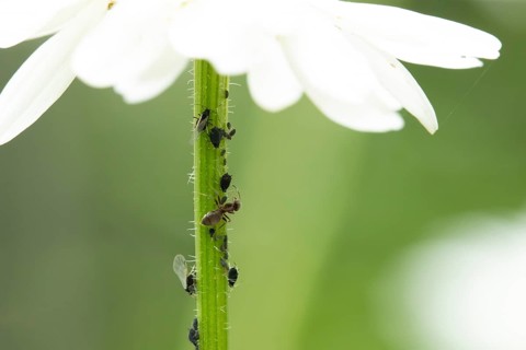 Black bean aphid or Greenfly (Aphis fabae) adult insects and an ant on an Oxeye daisy flower stem