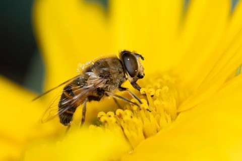 Bumblebee mimic hoverfly (Volucella bombylans) adult insect on a garden yellow flower in summer,