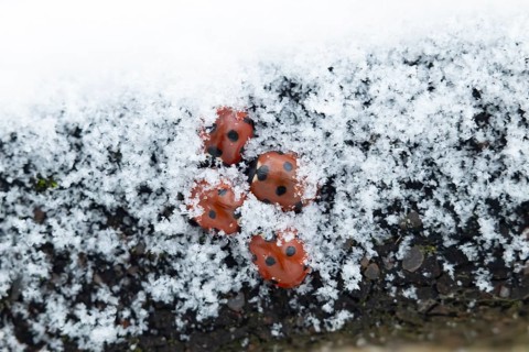 Seven-spot ladybird or Ladybug (Coccinella septempunctata) four adult insects hibernating in snow