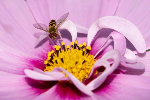 Common hoverfly (Eupeodes corollae) adult insect feeding on a garden Cosmos flower in summer,