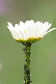 Black bean aphid or Greenfly (Aphis fabae) adult insects on an Oxeye daisy flower stem in summer,