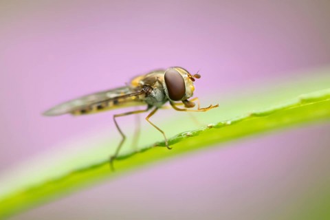 Common hoverfly (Eupeodes corollae) adult insect resting on a garden plant leaf in summer, England,