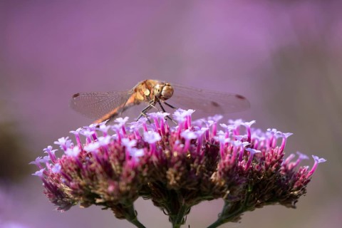 Common darter dragonfly (Sympetrum striolatum) adult insect resting on a garden Verbena bonariensis