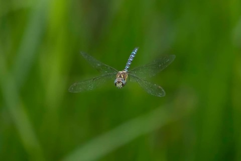 Migrant hawker dragonfly (Aeshna mixta) adult insect flying in summer, England, United Kingdom