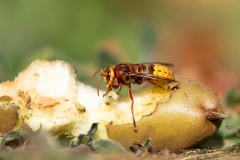 European hornet (Vespa crabro) adult insect feeding on a fallen pear fruit in a garden in summer,