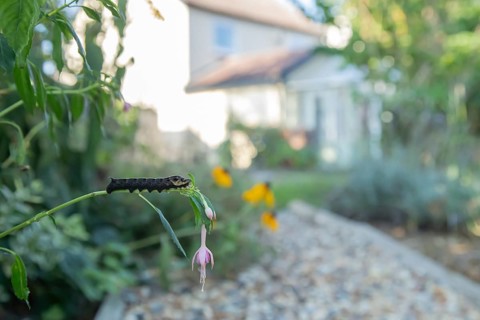Elephant hawkmoth (Deilephila elpenor) adult moth insect caterpillar or larva on a garden Fuchsia
