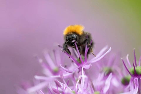 Tree bumblebee (Bombus hypnorum) adult bee insect feeding on a garden purple Allium flower in