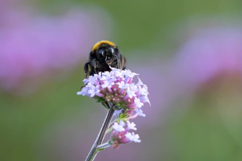 Buff tailed bumblebee (Bombus terrestris) adult bee insect feeding on a garden Verbena bonariensis