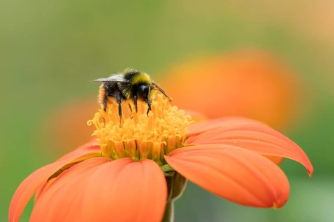 Early bumblebee (Bombus pratorum) adult bee insect feeding on a garden Mexican sunflower (Tithonia