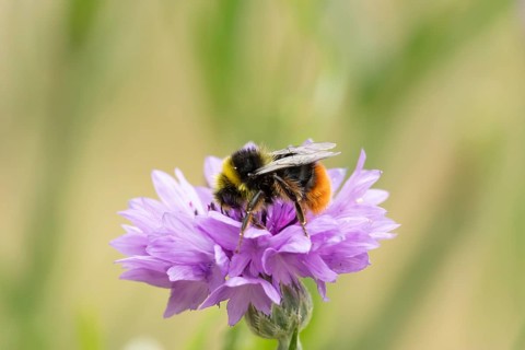 Early bumblebee (Bombus pratorum) adult bee insect feeding on a garden Cornflower flower in summer,