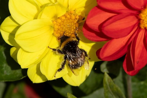 Buff tailed bumblebee (Bombus terrestris) adult bee insect feeding on a garden Dahlia flower in