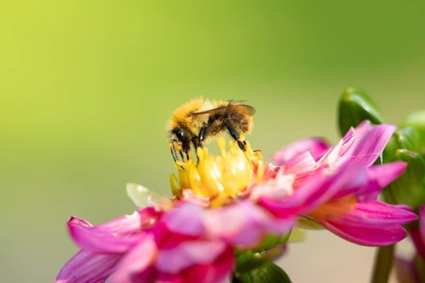 Common carder bumblebee (Bombus pascuorum) adult bee insect feeding on a garden Dahlia flower in