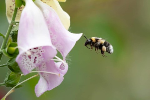 Buff tailed bumblebee (Bombus terrestris) adult bee insect flying towards a garden Foxglove