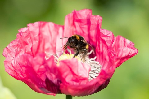 Buff tailed bumblebee (Bombus terrestris) adult bee insect feeding on a garden Opium poppy flower