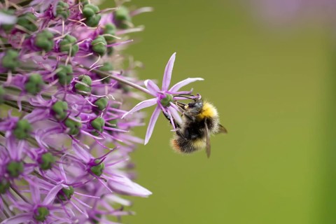 Early bumblebee (Bombus pratorum) adult bee insect feeding on a garden Allium flower in spring,
