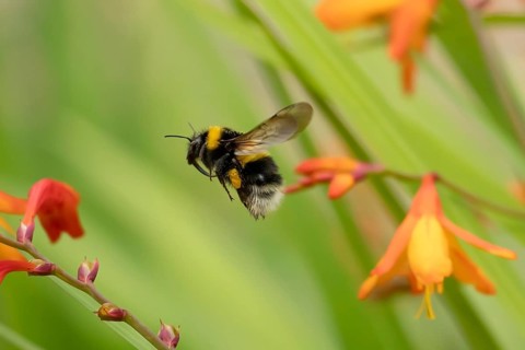 Buff tailed bumblebee (Bombus terrestris) adult bee insect flying in a garden in summer, England,