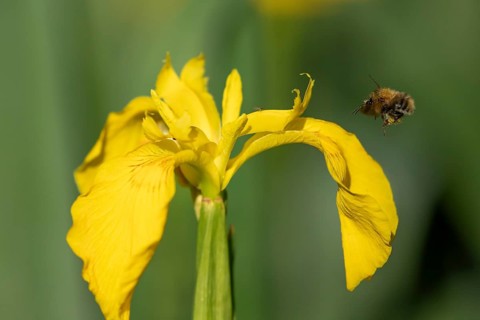 Common carder bumblebee (Bombus pascuorum) adult bee insect flying towards a Yellow flag iris